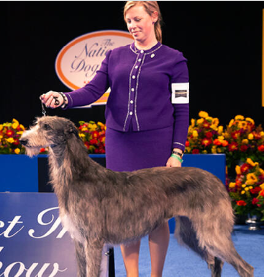 NDS Best in Show Winner 2021: Claire the Scottish Deerhound